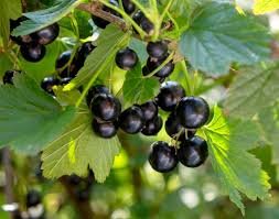 Black Currant